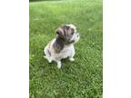 Adopt Guboo in CT a Tricolor (Tan/Brown & Black & White) Shih Tzu / Mixed dog in