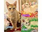 Adopt 3 cute kittens to choose from! a Orange or Red Domestic Shorthair (short