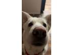 Adopt Stella a White Husky / Mixed dog in Anchorage, AK (38906941)