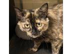 Adopt Vermillion a Tortoiseshell Domestic Shorthair / Mixed cat in Concord