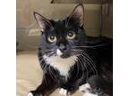 Adopt Rex a All Black Domestic Shorthair / Mixed cat in Concord, NC (38906930)