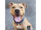 Adopt Kaneo a Tan/Yellow/Fawn Pit Bull Terrier / Mixed dog in Zimmerman