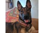 Adopt Hannah a Brown/Chocolate Belgian Malinois / Mixed dog in Maricopa