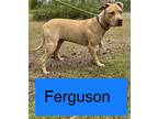 Adopt FERGURSON a Bull Terrier / Mixed dog in Marianna, FL (38906910)