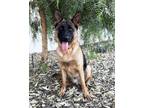 Adopt Beau a Black - with Tan, Yellow or Fawn German Shepherd Dog / Mixed dog in