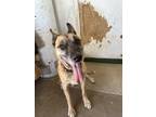 Adopt Rolo a Black - with Tan, Yellow or Fawn German Shepherd Dog / Mixed dog in