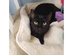 Adopt Lucas a All Black Domestic Shorthair / Mixed cat in Leesburg