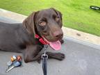 Adopt Duckett a Brown/Chocolate German Shorthaired Pointer / Boykin Spaniel /