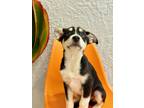 Adopt Tostito a Black - with White Australian Shepherd / Cattle Dog dog in