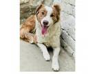 Adopt Dolly a Mixed Breed