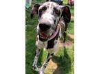Adopt Jenny a Great Dane / Mixed dog in Bullard, TX (38876240)