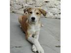 Adopt Nargis a Mixed Breed