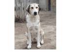 Adopt Mazzy a Mixed Breed