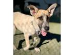 Adopt Coconut a Tan/Yellow/Fawn Shepherd (Unknown Type) / Mixed dog in Fresno