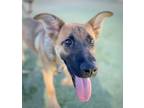 Adopt Figgy a Brown/Chocolate Shepherd (Unknown Type) / Mixed dog in Fresno