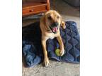 Adopt Gia a Tan/Yellow/Fawn German Shepherd Dog / Hound (Unknown Type) / Mixed