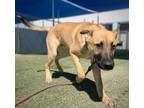 Adopt Newton a Brown/Chocolate Shepherd (Unknown Type) / Mixed dog in Fresno