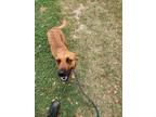 Adopt Belle a Black Mouth Cur