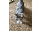 Adopt Tiger a Gray, Blue or Silver Tabby Domestic Mediumhair / Mixed cat in