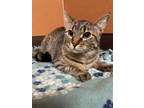 Adopt Coyote a Brown or Chocolate Domestic Shorthair / Domestic Shorthair /