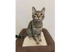 Adopt Chimney a Brown or Chocolate Domestic Shorthair / Domestic Shorthair /