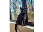 Adopt Pepper- CP a Black & White or Tuxedo Domestic Shorthair (short coat) cat