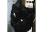 Adopt Fat Baby a All Black Domestic Longhair / Mixed (long coat) cat in Phoenix