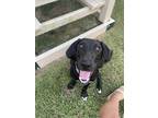 Adopt Roux a Black Labrador Retriever / Hound (Unknown Type) / Mixed dog in