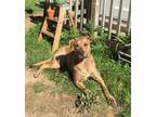 Adopt Pearl a Tan/Yellow/Fawn German Shepherd Dog dog in South Bend