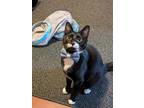 Adopt Moosh a Black & White or Tuxedo American Shorthair / Mixed cat in