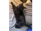 Adopt Gilbert a Black (Mostly) American Shorthair / Mixed (short coat) cat in