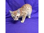 Adopt Ebin a Orange or Red Domestic Shorthair / Mixed cat in North Myrtle Beach