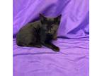 Adopt Eclipsa a All Black Domestic Shorthair / Mixed cat in North Myrtle Beach