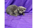 Adopt Ellery a Gray or Blue Domestic Shorthair / Mixed cat in North Myrtle