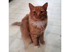 Adopt Big Red a Orange or Red Domestic Longhair / Mixed cat in North Myrtle
