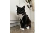 Adopt Mokey a Black & White or Tuxedo Domestic Longhair (long coat) cat in