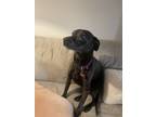 Adopt Sophie a Black Mutt / Mixed dog in New Albany, OH (38906720)