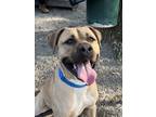Adopt Oso a Tan/Yellow/Fawn Mixed Breed (Large) / Mixed dog in Fairfax