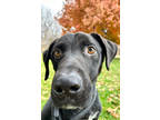 Adopt Mossy Oak a Black Terrier (Unknown Type, Small) / Labrador Retriever /
