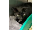 Adopt Padma a All Black Domestic Shorthair / Domestic Shorthair / Mixed cat in