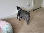 Adopt Nitro a Gray or Blue Domestic Shorthair / Mixed (short coat) cat in