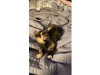 Adopt Cookie a Calico or Dilute Calico Calico / Mixed (short coat) cat in Santa