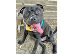 Adopt Harold a Black Mixed Breed (Large) / Mixed dog in DeKalb, IL (38906699)