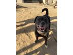 Adopt Chomps a Black Pug / Mixed dog in Madera, CA (38906683)