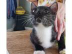 Adopt Jude a All Black Domestic Shorthair / Domestic Shorthair / Mixed cat in