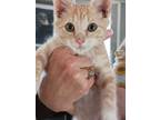 Adopt Timmy a Orange or Red Domestic Shorthair / Domestic Shorthair / Mixed cat