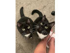 Adopt Buster a All Black Domestic Shorthair / Domestic Shorthair / Mixed cat in