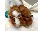 Adopt Poppet a Red Guinea Pig / Guinea Pig / Mixed small animal in Seattle
