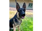 Adopt Douglas a Black German Shepherd Dog / Mixed dog in Yakima, WA (38905563)