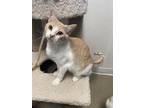 Adopt Fezzik a Tan or Fawn Domestic Shorthair / Domestic Shorthair / Mixed cat